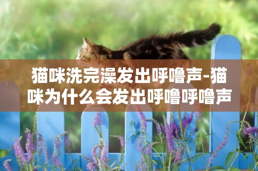 貓咪洗完澡發出呼嚕聲-貓咪為什么會發出呼嚕呼嚕聲