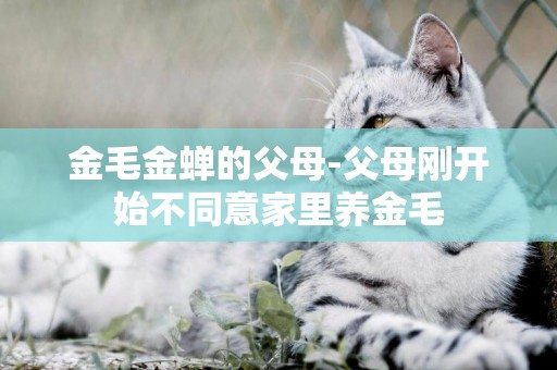 金毛金蟬的父母-父母剛開始不同意家里養金毛