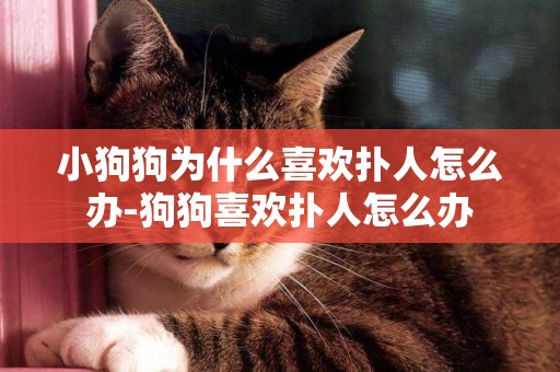 小狗狗為什么喜歡撲人怎么辦-狗狗喜歡撲人怎么辦