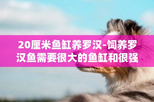 20厘米魚缸養羅漢-飼養羅漢魚需要很大的魚缸和很強過濾系統嗎
