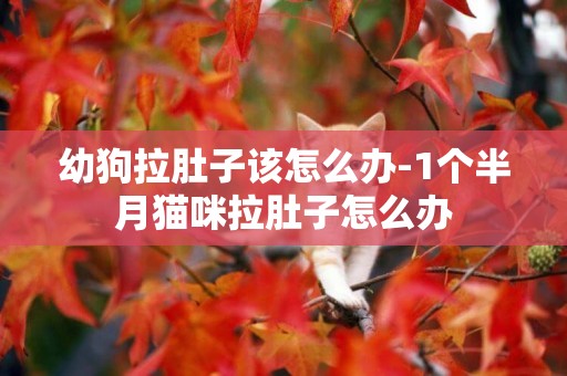 幼狗拉肚子該怎么辦-1個半月貓咪拉肚子怎么辦
