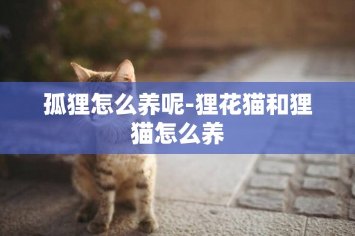 孤貍怎么養呢-貍花貓和貍貓怎么養
