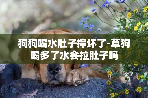 狗狗喝水肚子撐壞了-草狗喝多了水會拉肚子嗎