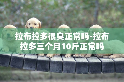 拉布拉多很臭正常嗎-拉布拉多三個月10斤正常嗎