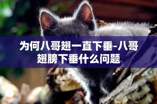 為何八哥翅一直下垂-八哥翅膀下垂什么問題