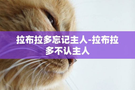 拉布拉多忘記主人-拉布拉多不認主人