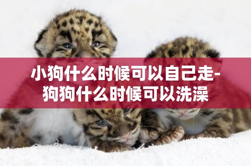 小狗什么時候可以自己走-狗狗什么時候可以洗澡