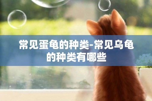 常見蛋龜的種類-常見烏龜的種類有哪些