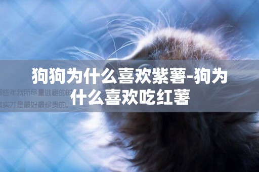 狗狗為什么喜歡紫薯-狗為什么喜歡吃紅薯