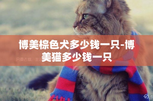 博美棕色犬多少錢一只-博美貓多少錢一只