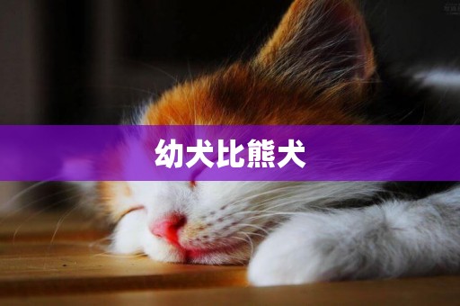 幼犬比熊犬
