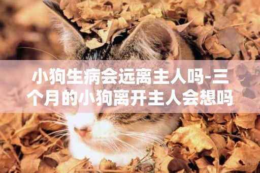 小狗生病會遠離主人嗎-三個月的小狗離開主人會想嗎