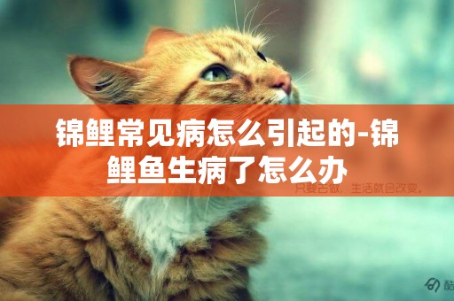 錦鯉常見病怎么引起的-錦鯉魚生病了怎么辦
