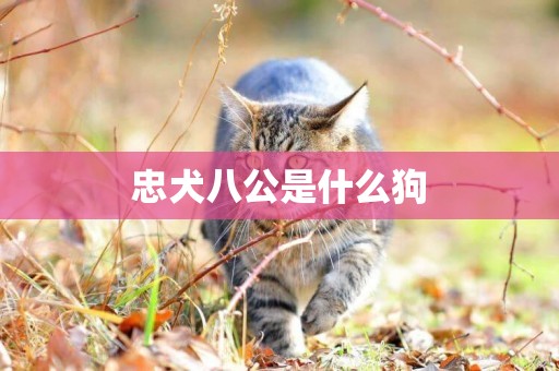 忠犬八公是什么狗