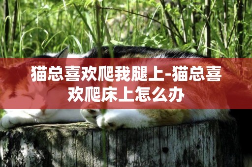 貓總喜歡爬我腿上-貓總喜歡爬床上怎么辦