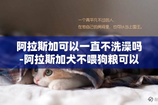 阿拉斯加可以一直不洗澡嗎-阿拉斯加犬不喂狗糧可以嗎