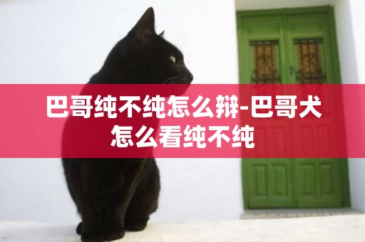 巴哥純不純怎么辯-巴哥犬怎么看純不純