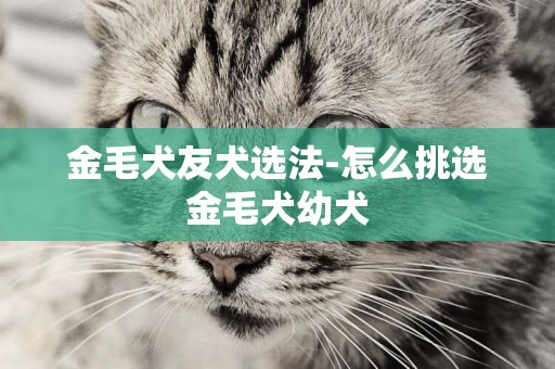 金毛犬友犬選法-怎么挑選金毛犬幼犬