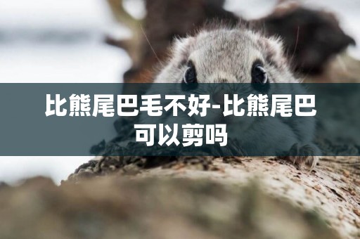 比熊尾巴毛不好-比熊尾巴可以剪嗎