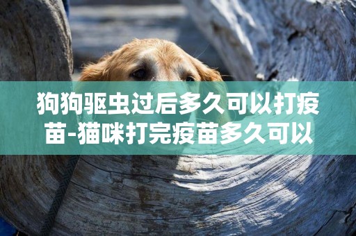 狗狗驅蟲過后多久可以打疫苗-貓咪打完疫苗多久可以驅蟲