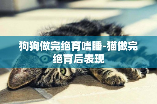 狗狗做完絕育嗜睡-貓做完絕育后表現