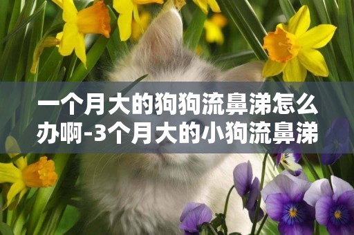 一個月大的狗狗流鼻涕怎么辦啊-3個月大的小狗流鼻涕怎么回事