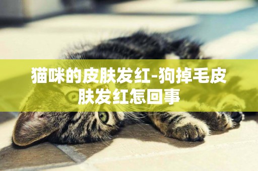 貓咪的皮膚發紅-狗掉毛皮膚發紅怎回事