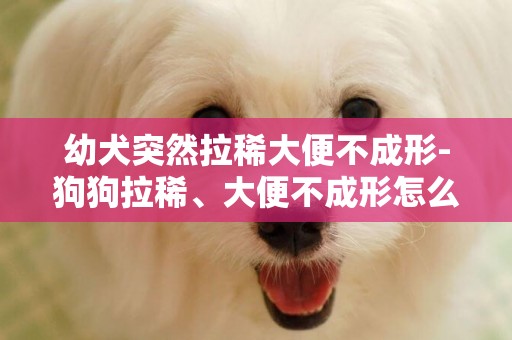 幼犬突然拉稀大便不成形-狗狗拉稀、大便不成形怎么辦