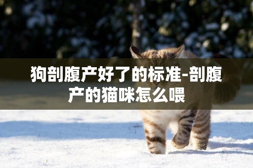 狗剖腹產好了的標準-剖腹產的貓咪怎么喂