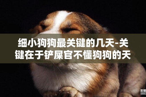 細小狗狗最關鍵的幾天-關鍵在于鏟屎官不懂狗狗的天性