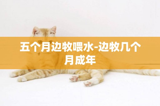 五個月邊牧喂水-邊牧幾個月成年