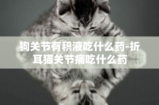 狗關節有積液吃什么藥-折耳貓關節痛吃什么藥