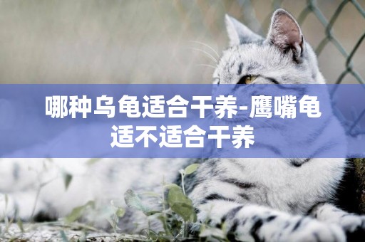 哪種烏龜適合干養-鷹嘴龜適不適合干養