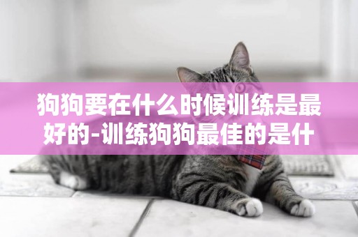 狗狗要在什么時候訓練是最好的-訓練狗狗最佳的是什么時候呢