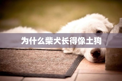 為什么柴犬長得像土狗