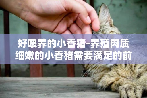 好喂養的小香豬-養殖肉質細嫩的小香豬需要滿足的前提條件