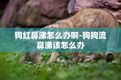 狗紅鼻涕怎么辦啊-狗狗流鼻涕該怎么辦