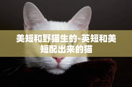 美短和野貓生的-英短和美短配出來的貓