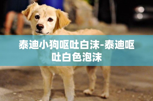 泰迪小狗嘔吐白沫-泰迪嘔吐白色泡沫