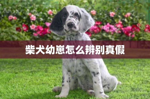柴犬幼崽怎么辨別真假
