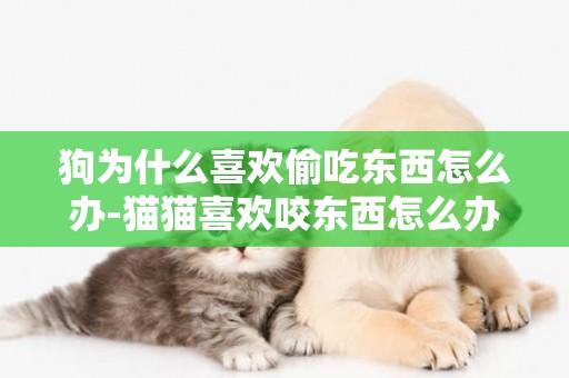 狗為什么喜歡偷吃東西怎么辦-貓貓喜歡咬東西怎么辦