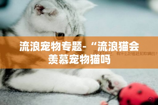 流浪寵物專題-“流浪貓會羨慕寵物貓嗎