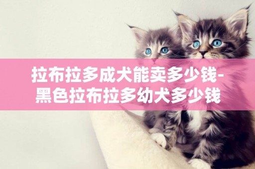 拉布拉多成犬能賣多少錢-黑色拉布拉多幼犬多少錢
