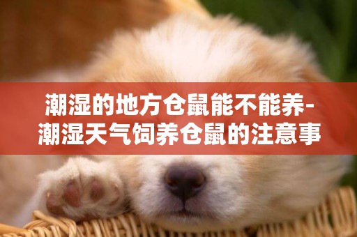 潮濕的地方倉鼠能不能養-潮濕天氣飼養倉鼠的注意事項