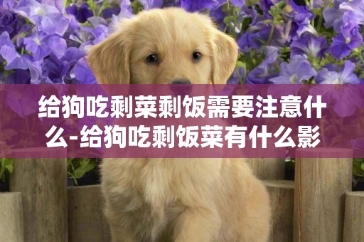 給狗吃剩菜剩飯需要注意什么-給狗吃剩飯菜有什么影響