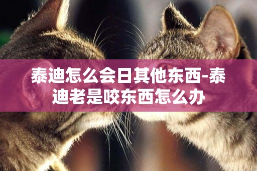 泰迪怎么會日其他東西-泰迪老是咬東西怎么辦