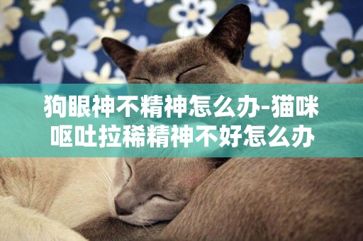 狗眼神不精神怎么辦-貓咪嘔吐拉稀精神不好怎么辦