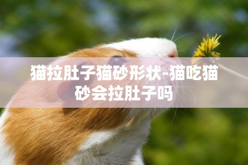 貓拉肚子貓砂形狀-貓吃貓砂會拉肚子嗎
