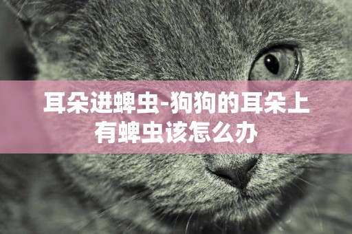 耳朵進蜱蟲-狗狗的耳朵上有蜱蟲該怎么辦