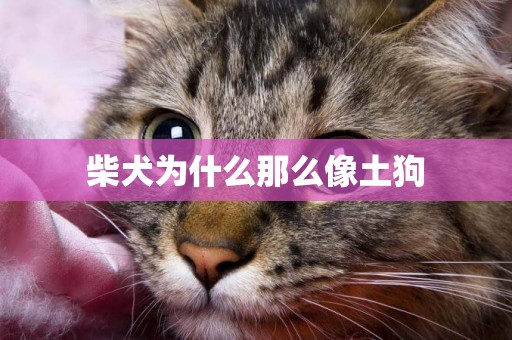 柴犬為什么那么像土狗